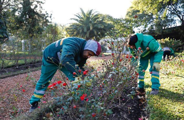 Los-rosedales-de-la-Ciudad-repartiran-esquejes-a-los-vecinos-para-que-puedan-tener-su-propia-planta-en-casa