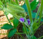 Presentan una variedad inédita de soja que resiste a la roya asiática