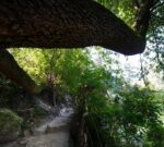 Más coordinación intersectorial para la restauración y la conservación de los bosques