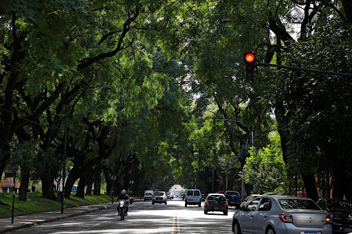 La-Ciudad-celebra-el-DC3ADa-del-C381rbol-con-plantaciones-visitas-al-vivero-charlas-y-recorridos-informativos