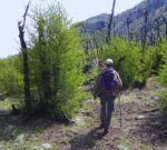 Las especies nativas protegen la cordillera argentina