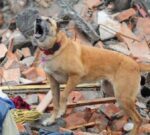 ¿Es cierto qué los animales pueden predecir los terremotos?