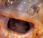 Un niño estaba pescando y atrapó este peculiar pez con dientes humanos