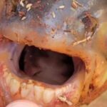fotopez-dientes-150x150-1