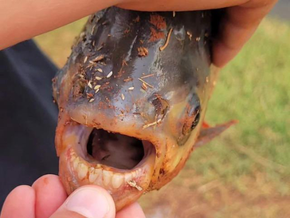 fotopez-dientes1