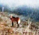 Avistaron un Aguará Guazú en La Pampa luego de 200 años de ausencia en la provincia