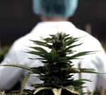 Adolescencia: los efectos del alcohol y el cannabis en el cerebro en desarrollo