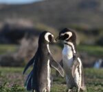 Comenzaron a llegar los primeros pingüinos de la temporada a las costas de Chubut