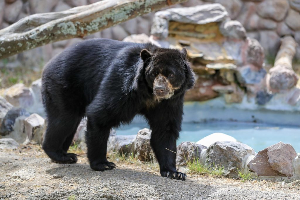 Vista de un oso de anteojos, el 20 de septiembre del 2023 en el Zoológico de Guayllabamba (Ecuador). EFE/José Jácome