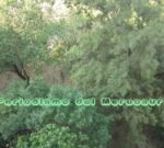 Misiones pidió extremar los cuidados contra el mosquito Aedes aegypti para evitar una epidemia