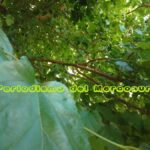 fotoarboles5-150x150-1