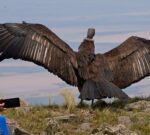 Liberan dos ejemplares de cóndor andino con seguimiento satelital en San Luis