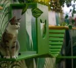 Llegan las vacaciones, ¿y a quién dejo el cuidado de mi de mi familia perruna/gatuna?