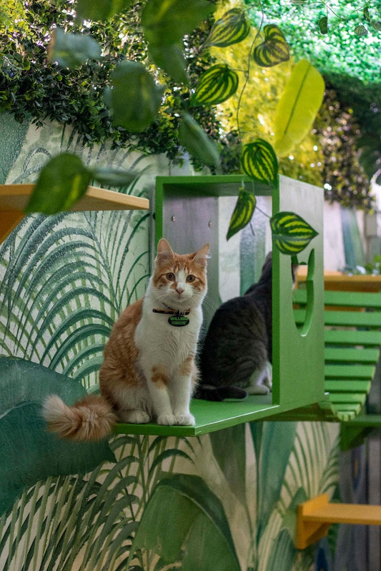 fotogato3