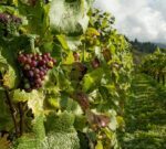 Presentan resultados del Estudio de Caracterización de las Regiones Vitivinícolas de la Argentina