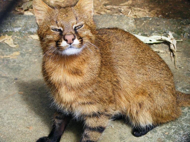 Pelaje de uno de los gatos salvajes de la especie colocolo.