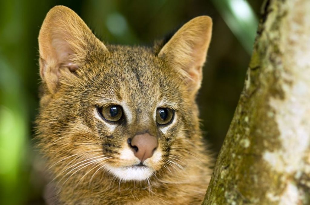 Aspecto de uno de los gatos salvajes de la especie colocolo.