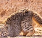 Colocolo, uno de los gatos salvajes más llamativos de Sudamérica