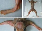 El bizarro caso de Giovanna Podda