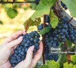 El Festival de la Vendimia de Catamarca también se suspende por la crisis