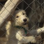 fotorefugio-perrito1-150x150-1