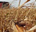 Maíz: productores evalúan cosechar con mayor humedad ante la posibilidad de nuevos daños