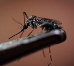 Dengue: radiografía de una infección vírica que se expande en Brasil