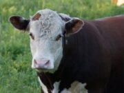 ¿Cuánto bajó el consumo de carne en Argentina en febrero?