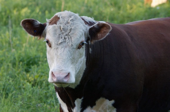 vaca-lechera