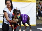 Jornada de Adopción de Mascotas en la Ciudad de Buenos Aires