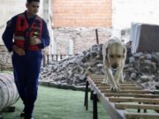 Las Hazañas de Zeus: Un Perro de Bomberos sin Límites
