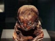 El chico de Detmold, la momia bebé encontrada en los Andes del Perú