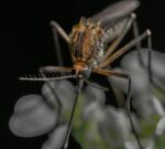 El 60% de la sociedad cree que hubo un mal manejo de Javier Milei de la epidemia de dengue