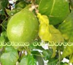 ¿Se puede sembrar en Marte?: el método “cultivo intercalado” que aumenta el rendimiento bajo condiciones espaciales