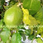 fotolimones1-150x150-1