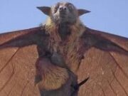 El Diadema de Filipinas es el murciélago más grande del mundo