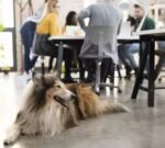 Un manual para que las oficinas sean “Pet friendly”