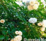 Continúa la poda en el Rosedal: Se podrán retirar esquejes