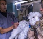 Más servicios en tu barrio: la Ciudad lleva sus oficinas móviles a Núñez y Parque Chacabuco