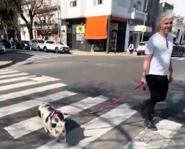 La-insolita-mascota-que-sorprendio-en-Palermo-y-enloquecio-las-redes