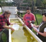 La FAUBA colabora en la lucha contra el dengue