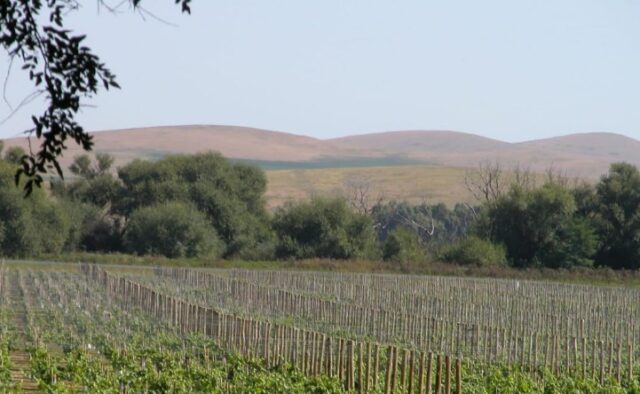 vinedo-y-sierra-en-provincia-de-buenos-aires