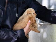 Flores: Rescatan 57 Caniches Toy que se encontraban hacinados y sin cuidados básicos