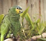 Cinco patrimonios mundiales en peligro para conocer y proteger