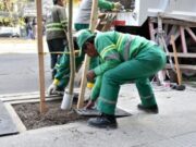 La Ciudad aumentó un 50% el arbolado urbano en un año récord