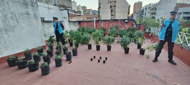 Desmantelaron-una-sala-de-cultivo-de-cannabis-en-Villa-Urquiza-frente-a-una-escuela-un-detenido-y-61-plantas-secuestradas-scaled-1