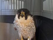 Vecinos y Ecoparque, unidos por la protección de un halcón peregrino