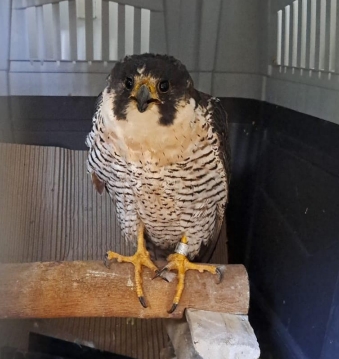 Ecoparque-libero-un-halcon-peregrino-que-se-habia-accidentado-en-el-centro-porteno