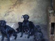 Rescatan a 181 animales de criaderos y situaciones de maltrato en CABA