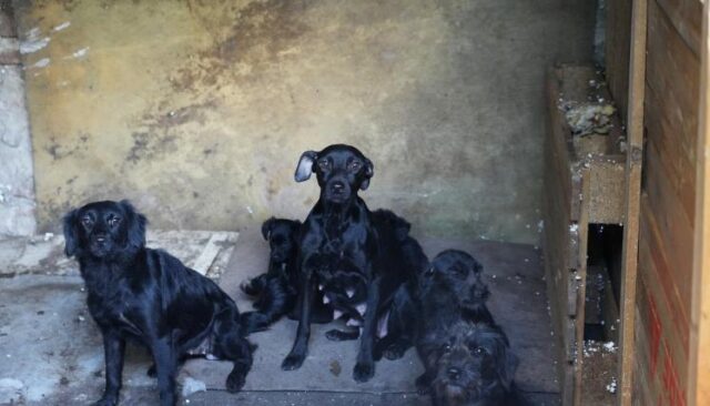 En-2024-Animales-BA-participo-del-rescate-de-181-perros-y-gatos